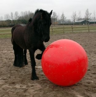 Paardenvoetbal 120 cm.